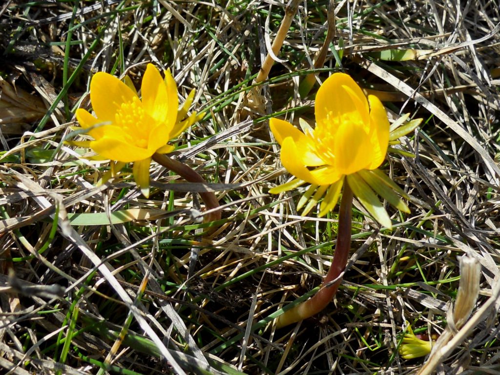 Eranthis hyemalis (L.) Salisb.